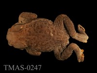 藏品(盤古蟾蜍)的圖片